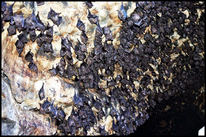 Fledermaushöhle Goa Lawah