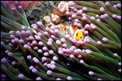 Kamerascheuer Anemonenfisch