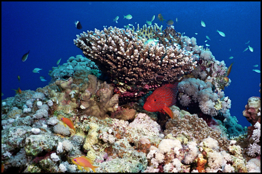 Korallen mit Juwelen-Zackenbarsch